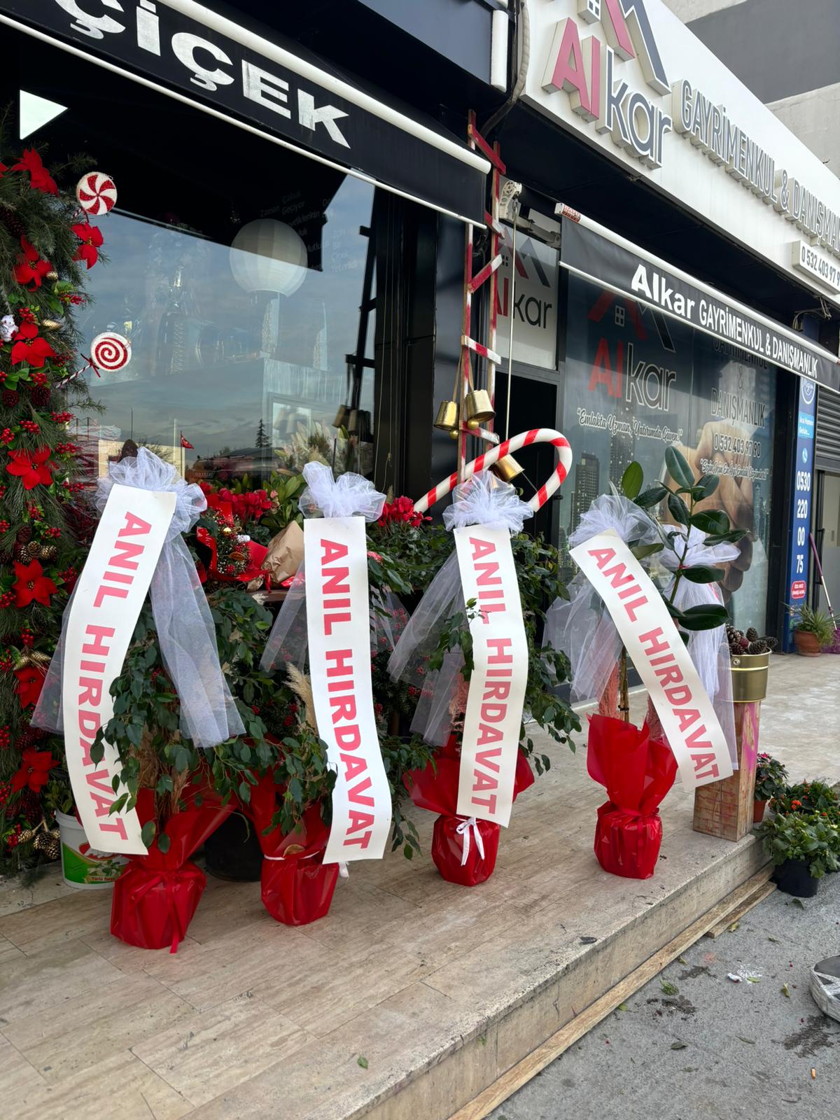 fuar çiçekleri benjamin 