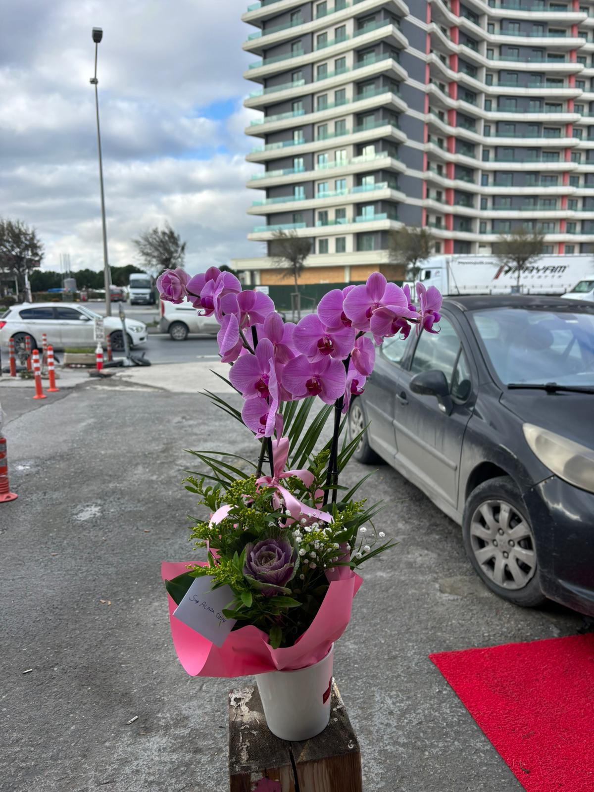 çiftdallı mor orkidee 46 