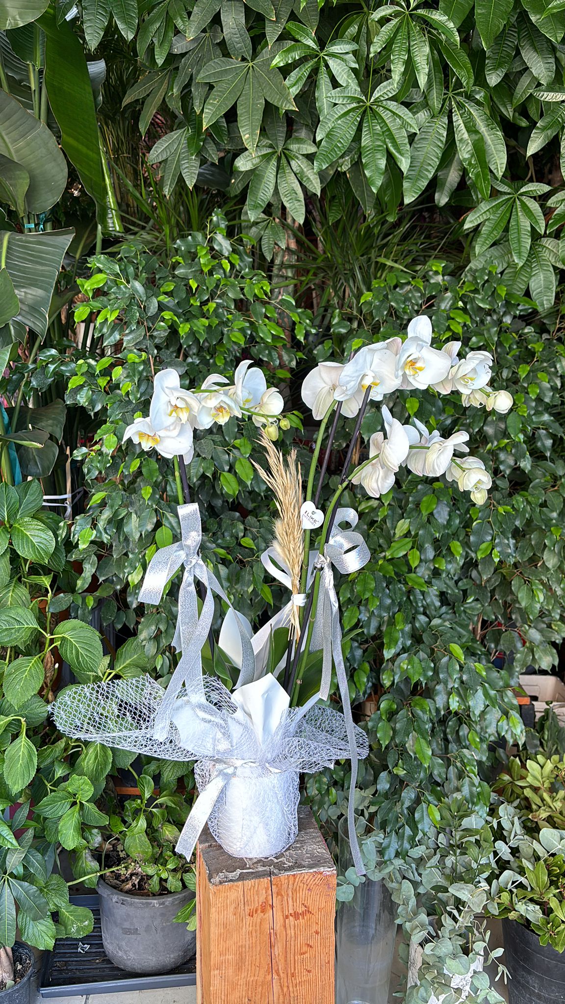 Beyaz Saksıda Orkide 